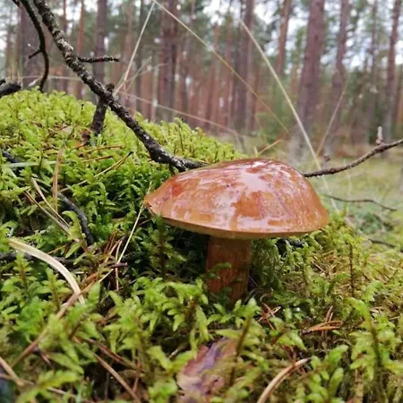 Prázdninový dům Dworek De Janauis Kościerzyna