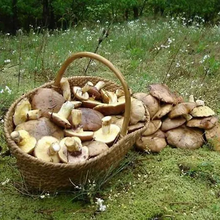 Dworek De Janauis Prázdninový dům