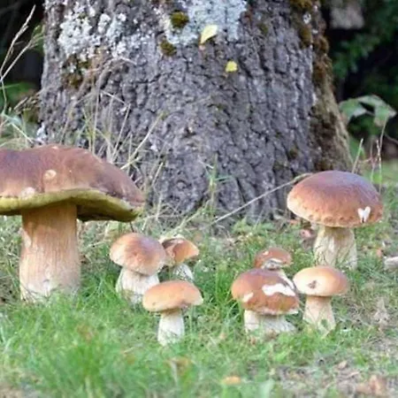 Prázdninový dům Dworek De Janauis Kościerzyna
